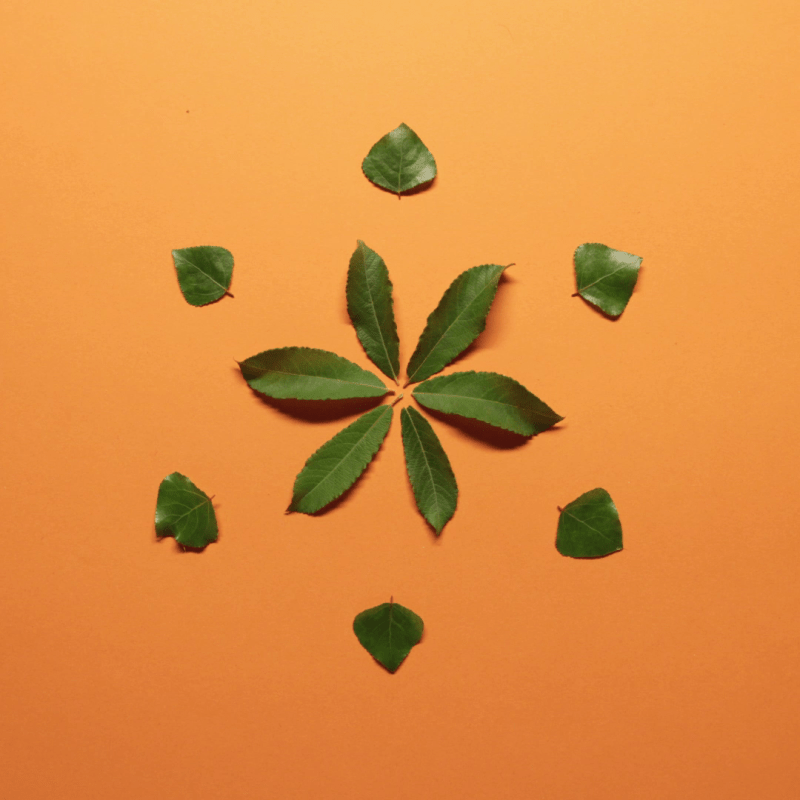 Mandala de feuilles